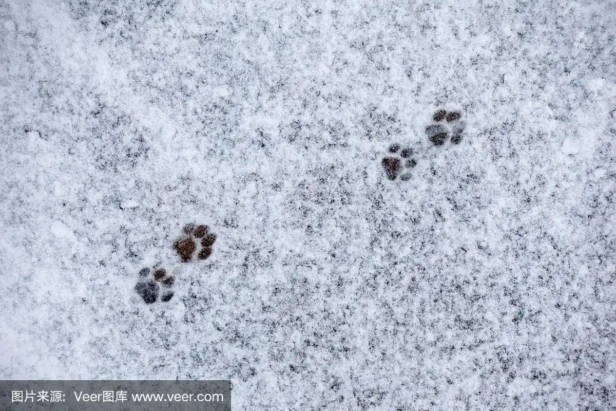 路上的雪地上有猫爪印