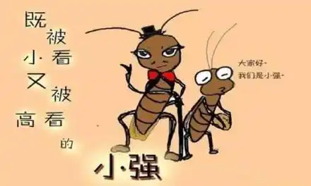 像打不死的小强——qm加油