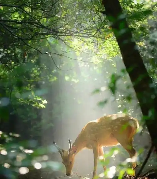 打卡第二天林深时见鹿