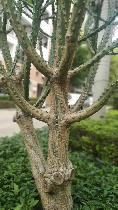 一棵四米高的龙骨树