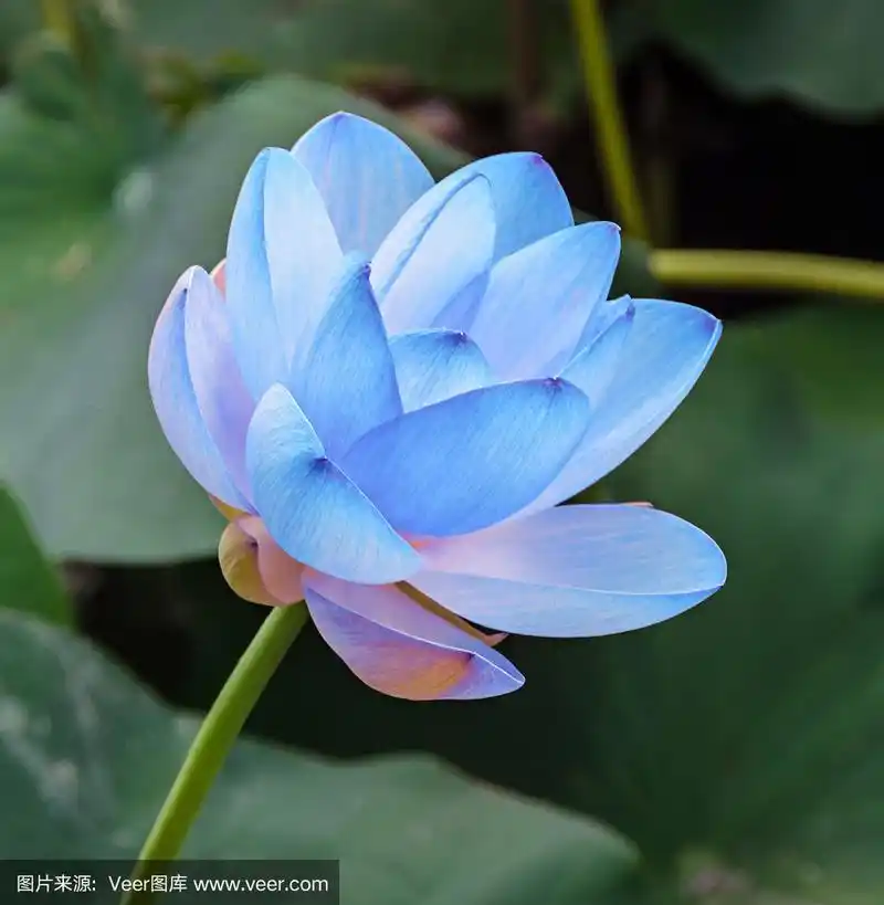 蓝色的nuphar花,绿色的田野上的湖,睡莲