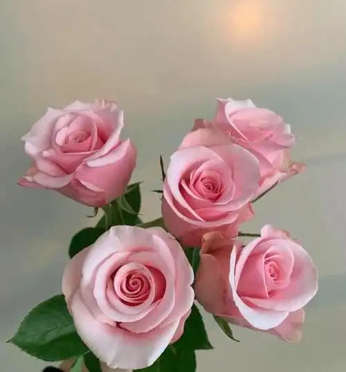 粉佳人玫瑰10支份买2份减20元粉粉嫩嫩满满的少女心