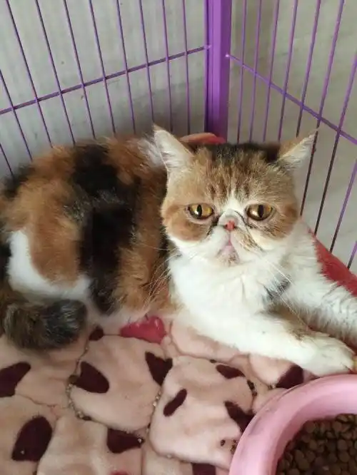 出售怀孕42天三花母加菲—宿州短毛猫