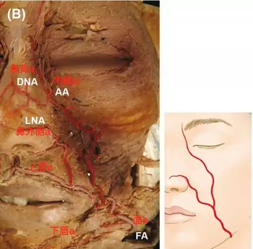 脑血管解剖学习笔记第20期面动脉面部走行和分支