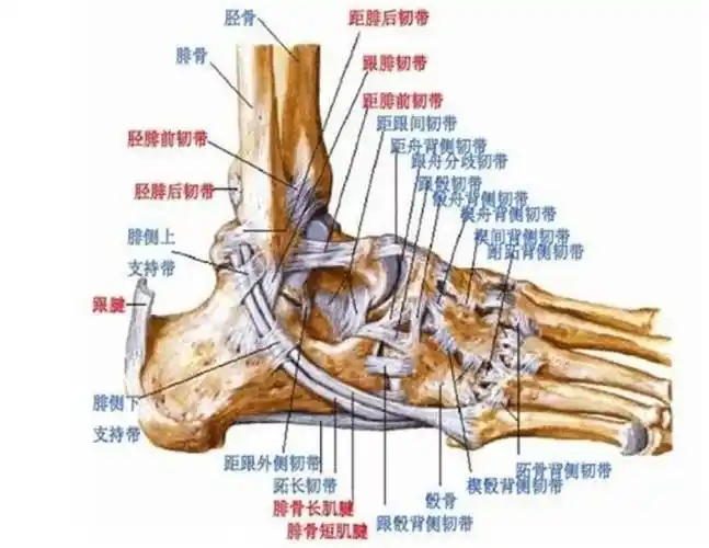 运动时, 为什么受伤的总是它?_韧带_关节_损伤