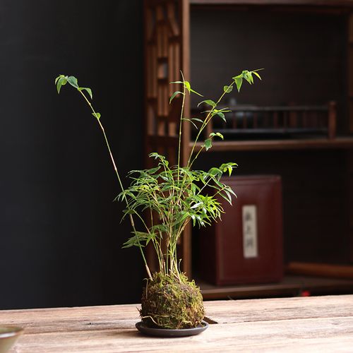 室内绿植物米竹好养客厅小型凤尾竹居竹盆景苔藓球庭院桌面微景观