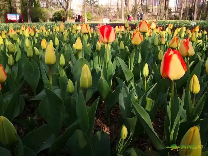 胶州植物园太美了,郁金香品种很多,游人如织,沉醉其中,是休闲