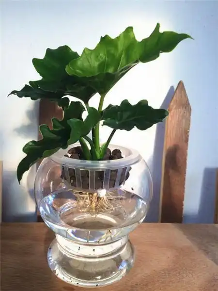 春羽如何水培有哪些方法