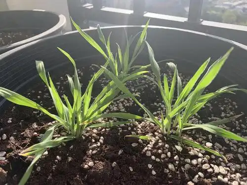 兔尾巴草的生长日记