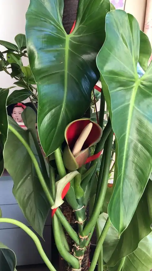 "绿宝石"开花了 娇艳欲滴难得一见