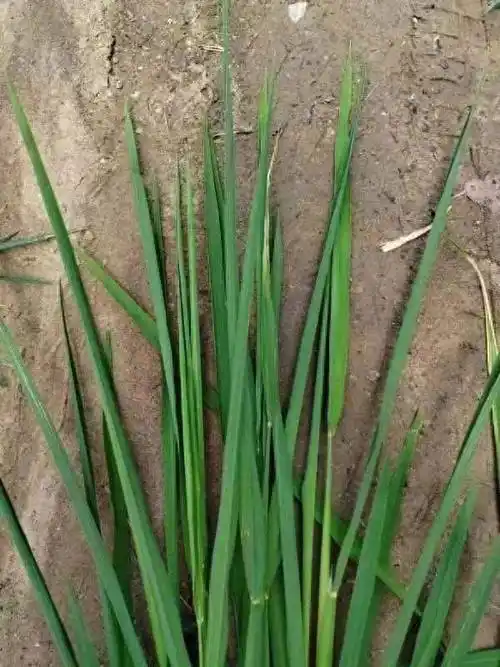 剑叶尖变薄白化,水稻得了干尖线虫病?_网友_笔者_产量