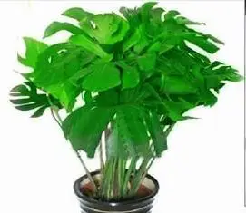 观叶植物施什么肥(植物施什么肥好)第1张