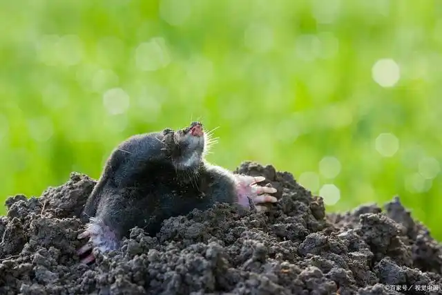 鼹鼠拉丁文是掘土的意思,喜钻洞生活在地下,成年鼹鼠视力退化,害怕