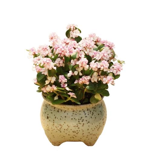 金枝玉叶盆栽植物室内花卉开花植物绿植四季常青雅乐之舞多肉植物