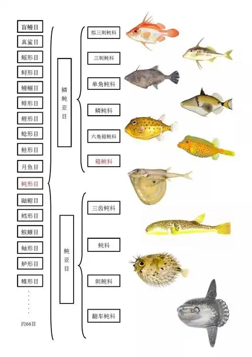 海洋科普(598)| 我头上有犄角,我身后有尾巴