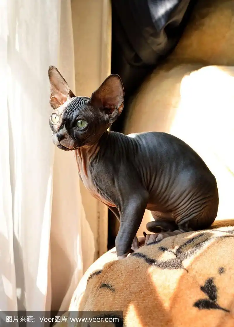 斯芬克斯品种的猫