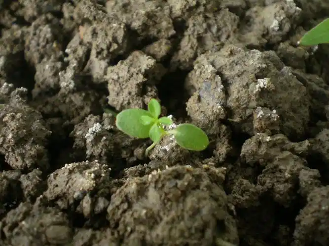 把种子播种好 让它发芽