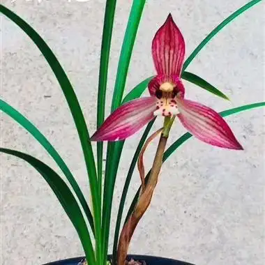 春兰大红袍 - 兰花交易网