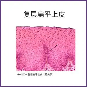 复层扁平上皮组织显微镜配件产品染色均匀清晰组织类生物标本切片