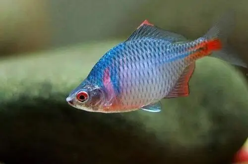 小型冷水鱼有哪些