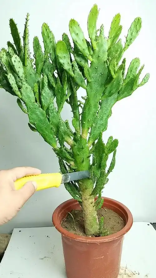 千手观音仙人掌的修剪方法