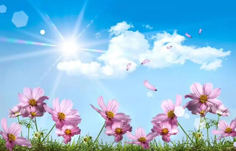 清新明亮自然风景卡通可爱仰视蓝天阳光照射下的粉色花风景图