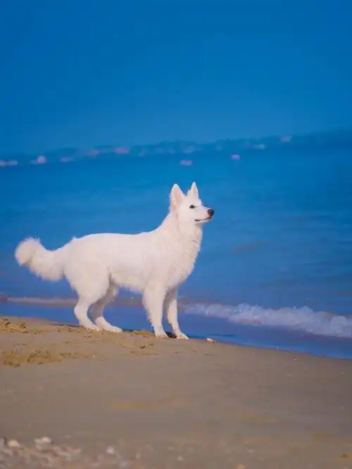 蓝色大海的传说