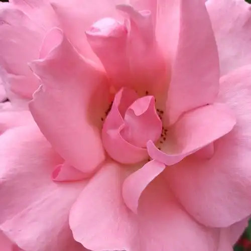 手机微焦摄月季花花芯