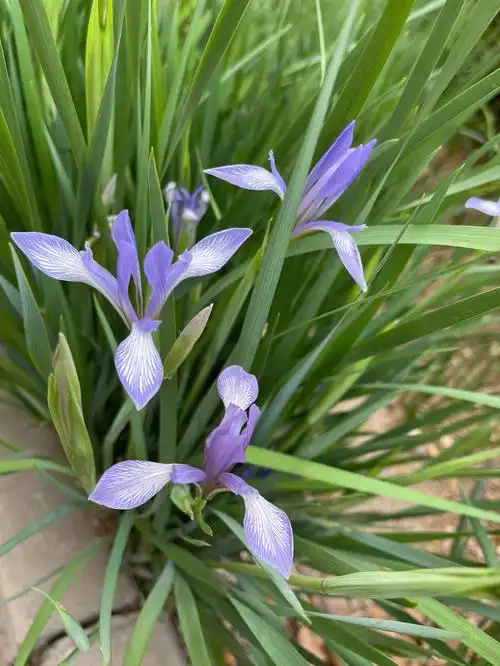花花草草  #鲜花分享  #形色上识别 ～马蔺,百度了一下.#不懂就问
