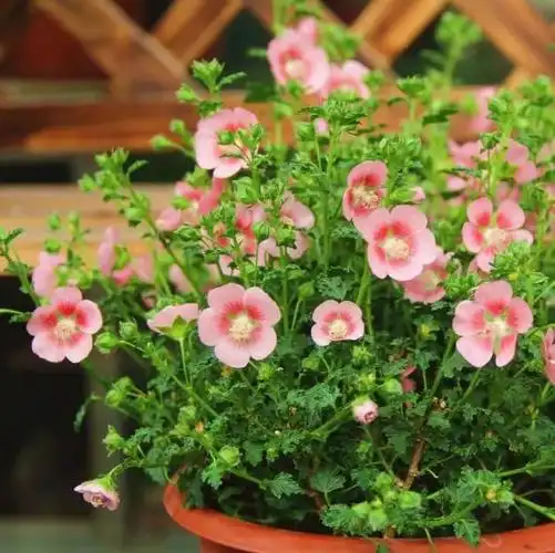 这些喜阴开花的花卉,最适合光照不足的室内和庭院栽植,新手必选