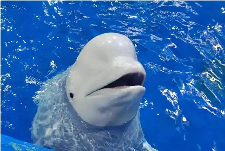 被拍卖的白鲸.图源:阿里资产