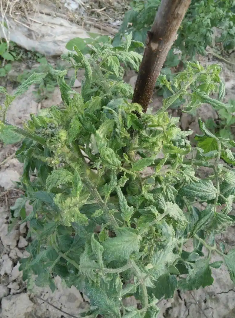 西红柿卷叶什么病怎么防治