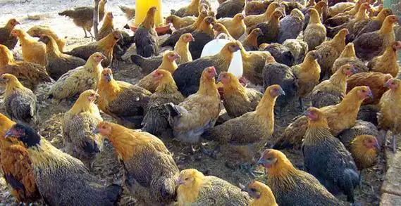 玉溪新广麻鸡乌鸡 快大型铁脚麻 麻乌鸡 成活率高