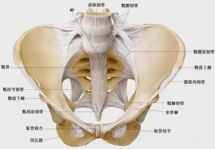 多数腰痛根本不是腰间盘突出,而是骶髂关节疼痛,别查错了