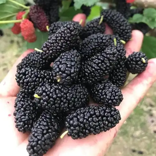 采缇4斤装新鲜桑葚果黑果现摘现发桑葚水果泡酒枸杞桑果酵素顺丰5斤装