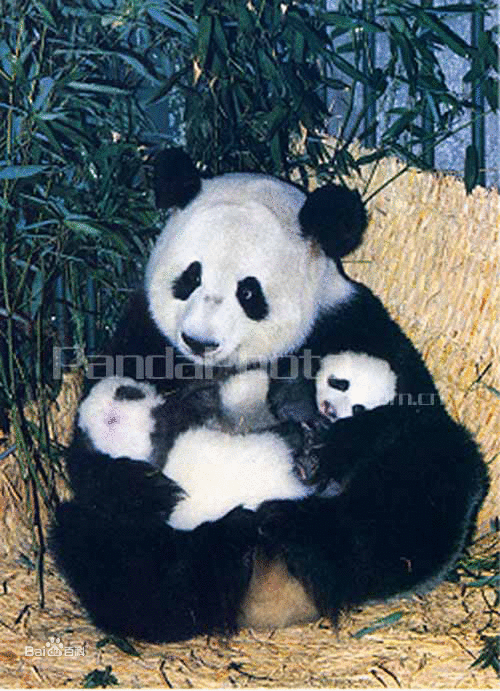 胎生和卵生动物