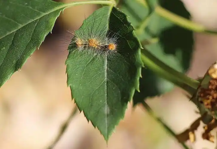 月季招到的毛毛虫,不知道要不要驱