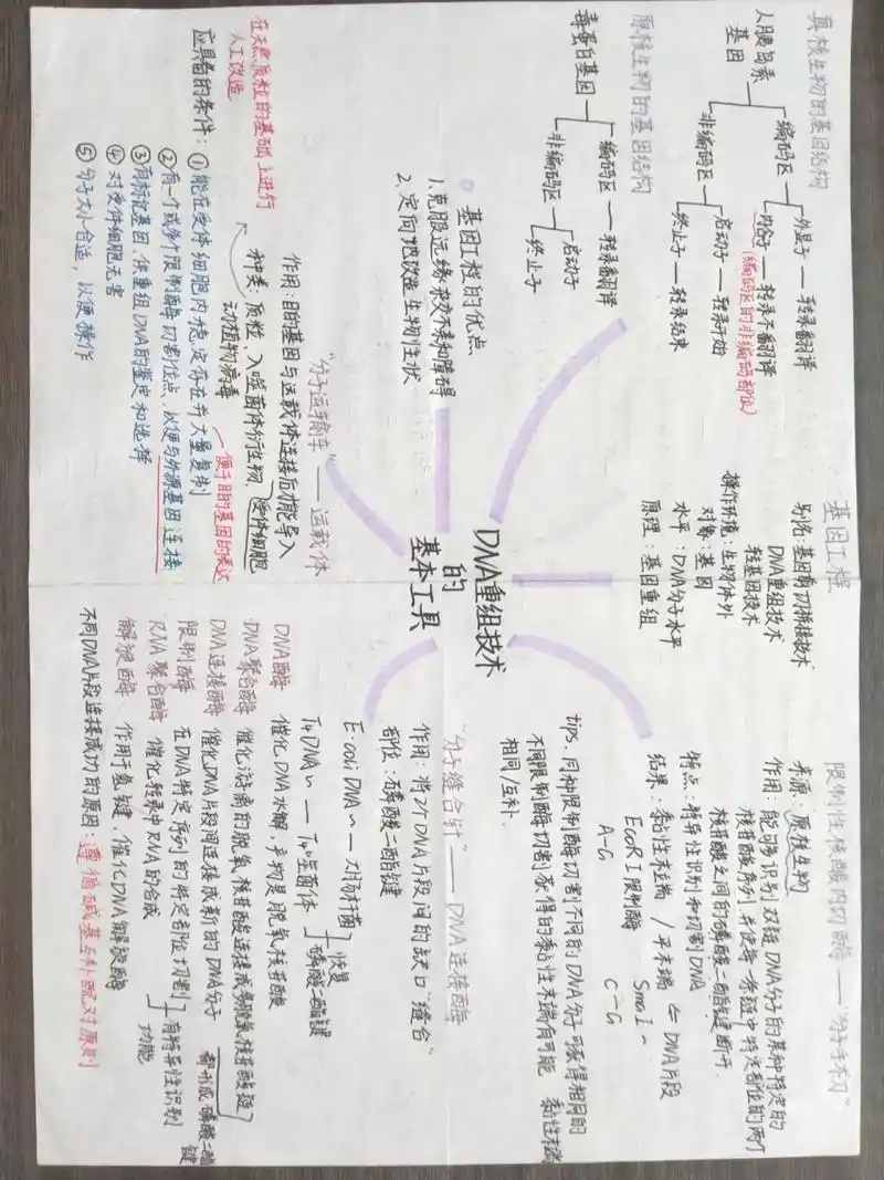 高中生物|选修三·基因工程思维导图97 93  前几天为复习整理的