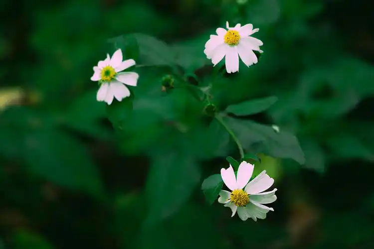 一朵小花花第一次发作品希望你们喜欢