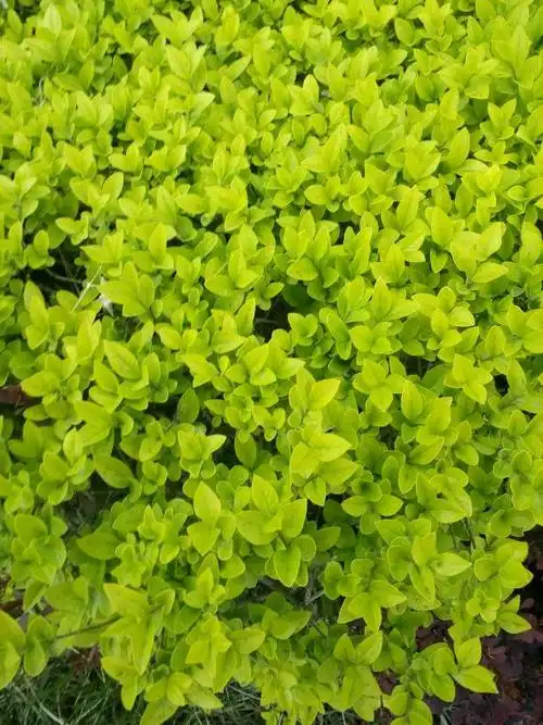 求植物名称,在公路边很常见