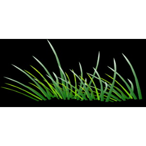 flash转换的黑底gif动态图片素材(五) - 彼岸桃花 - .