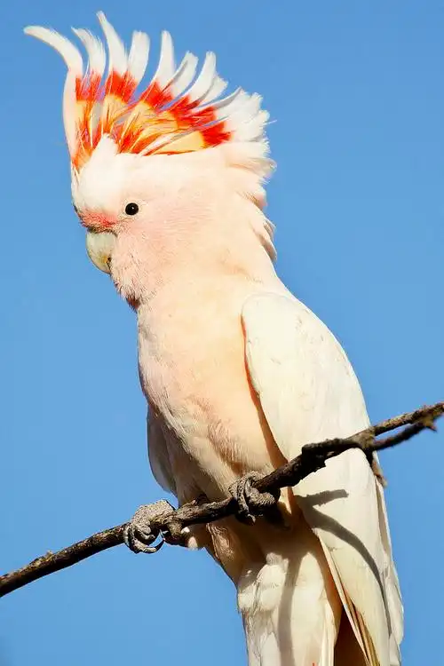 鹦形目·凤头鹦鹉科·彩冠凤头鹦鹉属:彩冠.