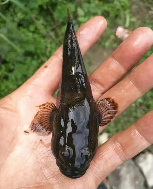 沙塘鳢吃什么?沙塘鳢的生活习性