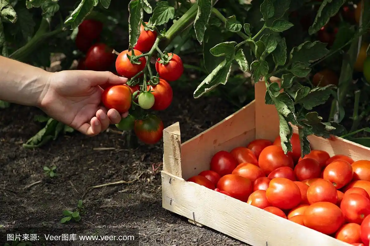 农民从灌木上摘熟了的西红柿
