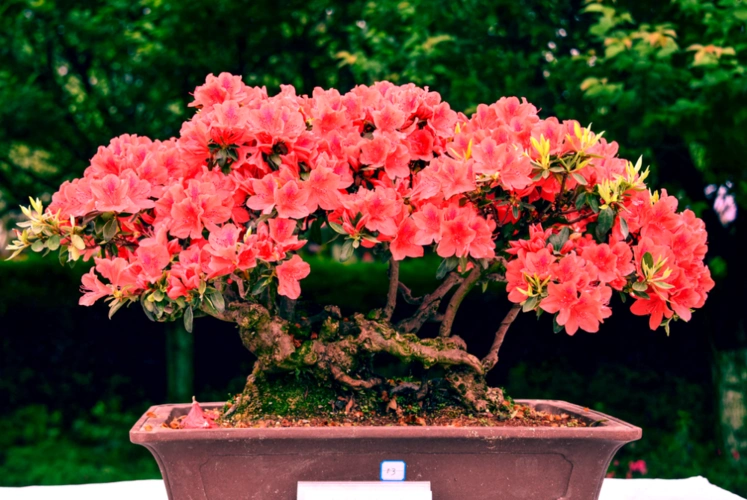 形态各异的树桩再配上盛开的杜鹃花美不胜收吸引不少游客前来观赏盆景
