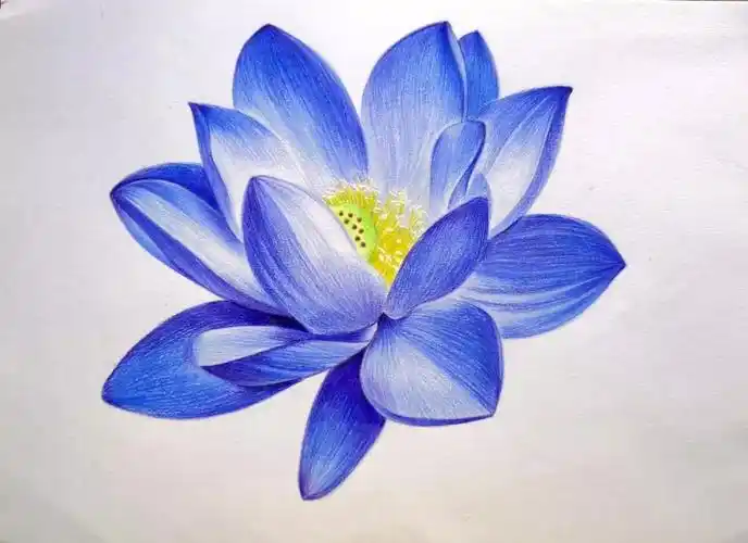 教程简单几步教你画一朵美丽的蓝莲花赶紧来看看吧