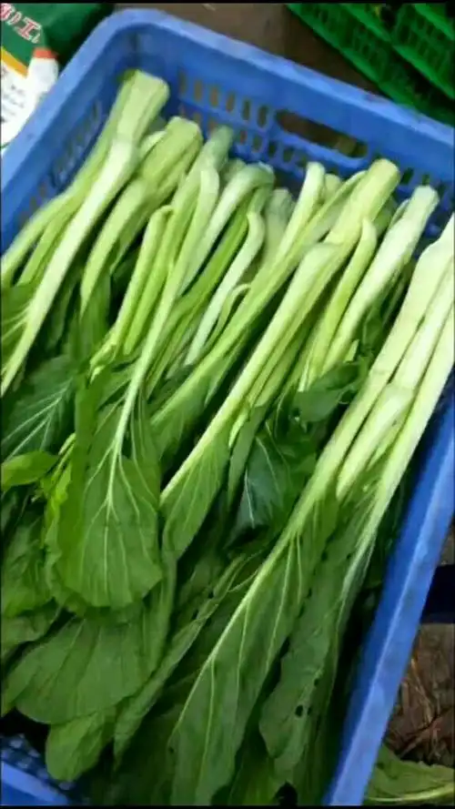 鲜嫩甜的迟菜心96有想吃的吗