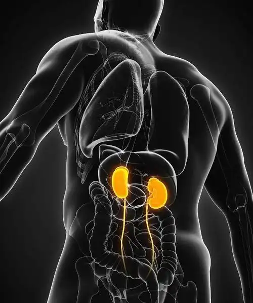 肾脏,在人体中的地位不可替代,也是重要器官之一,它在我们脊柱两侧