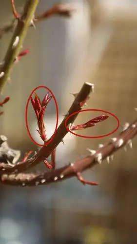 天狼说月季丨月季抹芽详细指南,让你不错过第一波爆花!_花友