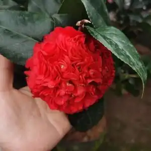 火瀑布茶花树苗